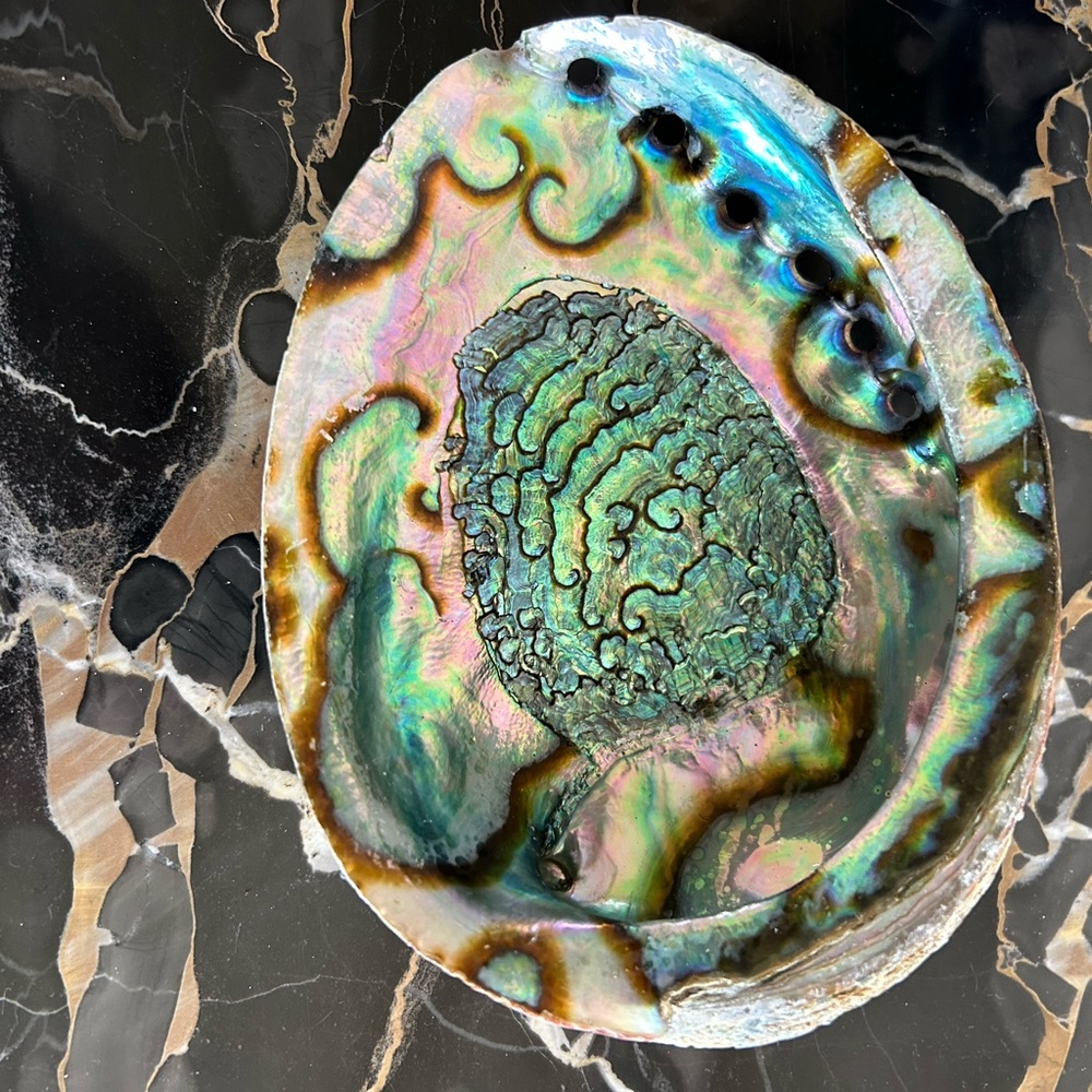 Iridescent Abalone 6.5” Shell